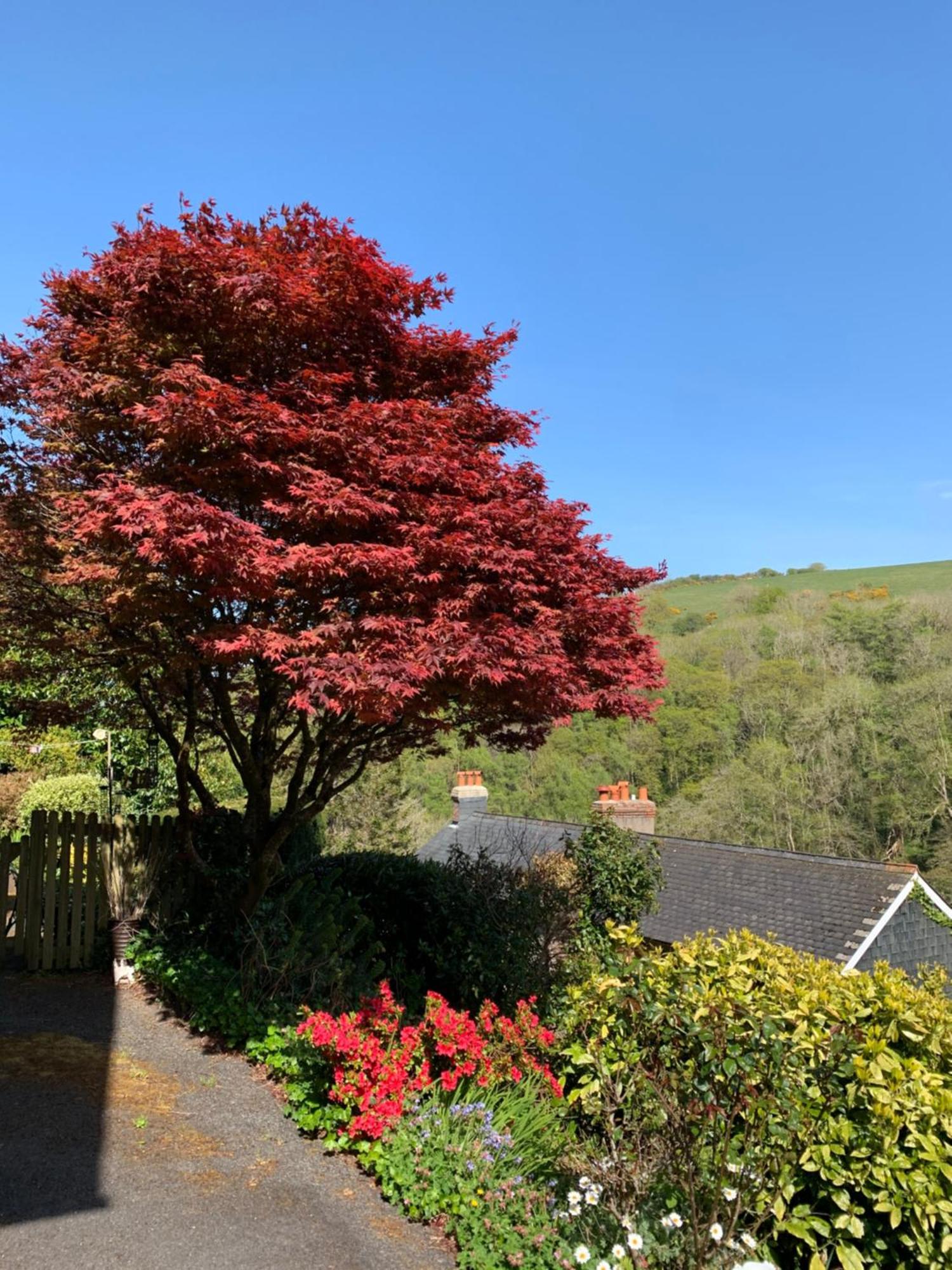 Pine Lodge Lynton Eksteriør billede